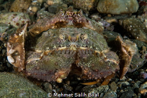 Mating crabs. They looks like stones at the sea bed. by Mehmet Salih Bilal 